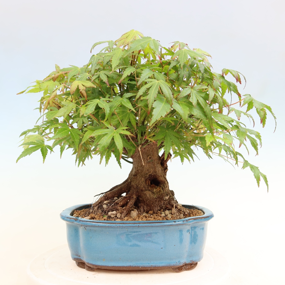 Kültéri bonsai - Juhar Burger - Acer Burgerianum