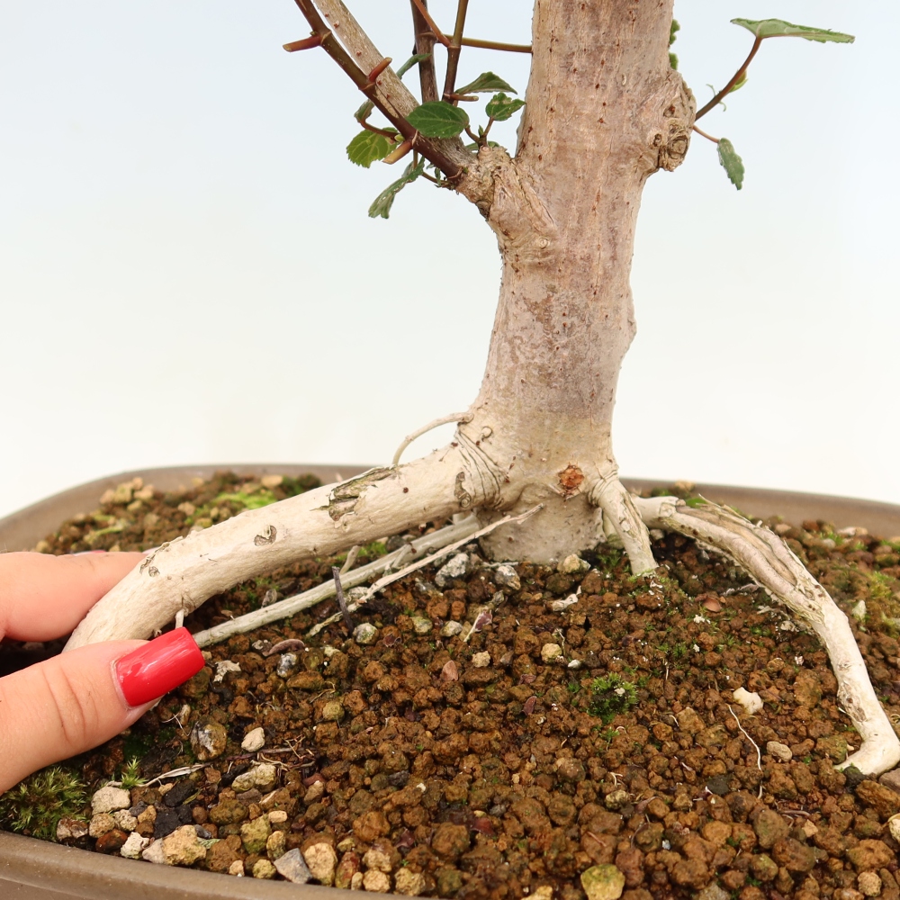 Beltéri bonsai - Hibiscus tiliaceus - tengeri hibiszkusz