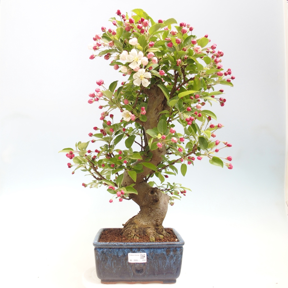 Kültéri bonsai -Malus halliana - Kis gyümölcsű almafa