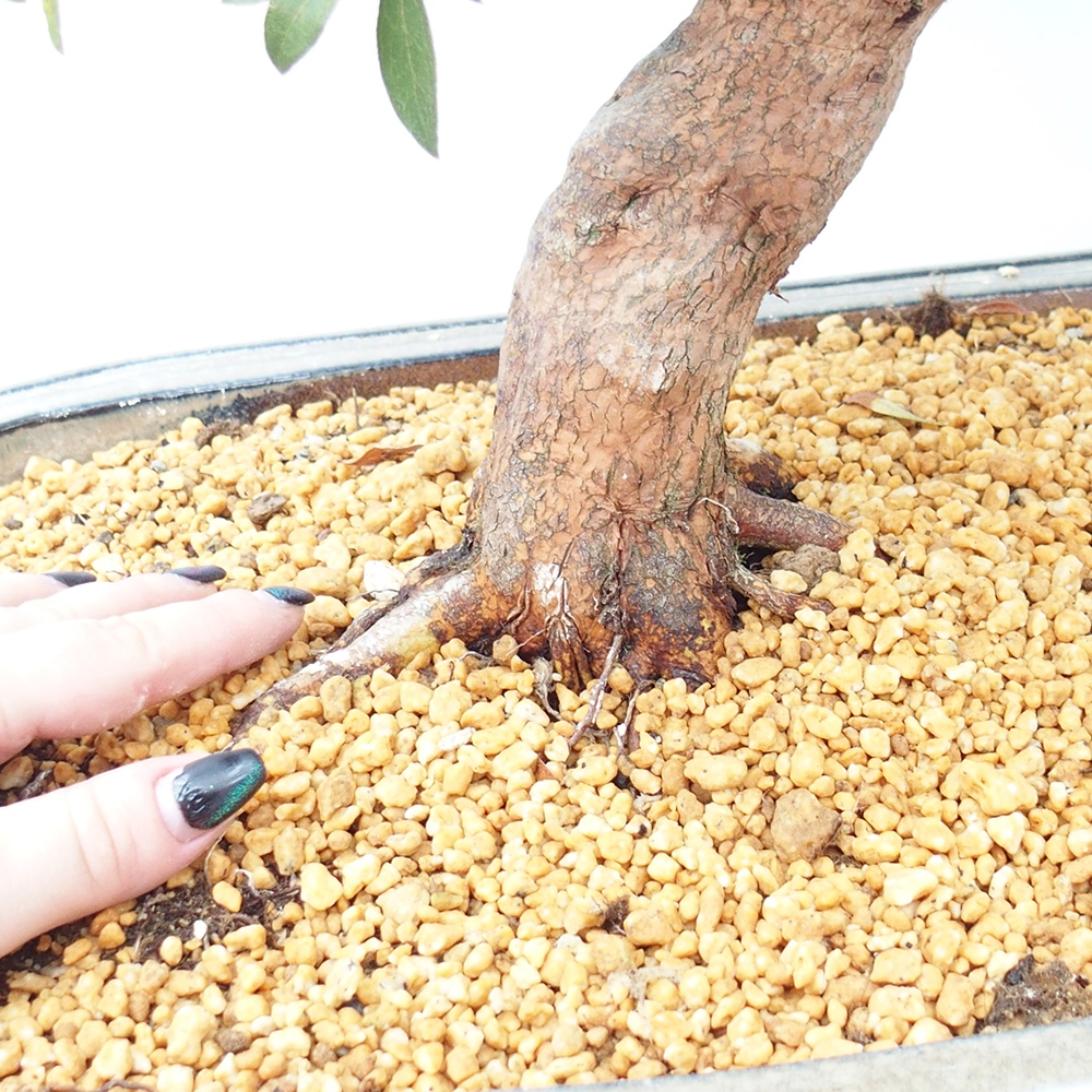 Kültéri bonsai - Japán azálea - Azalea Haruurara