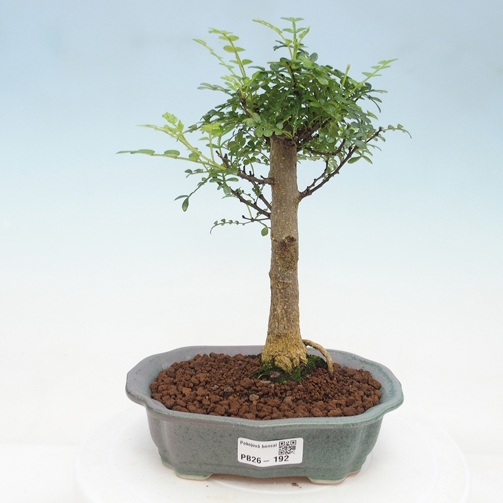 Szobai bonsai - Zantoxylum piperitum - borsfa