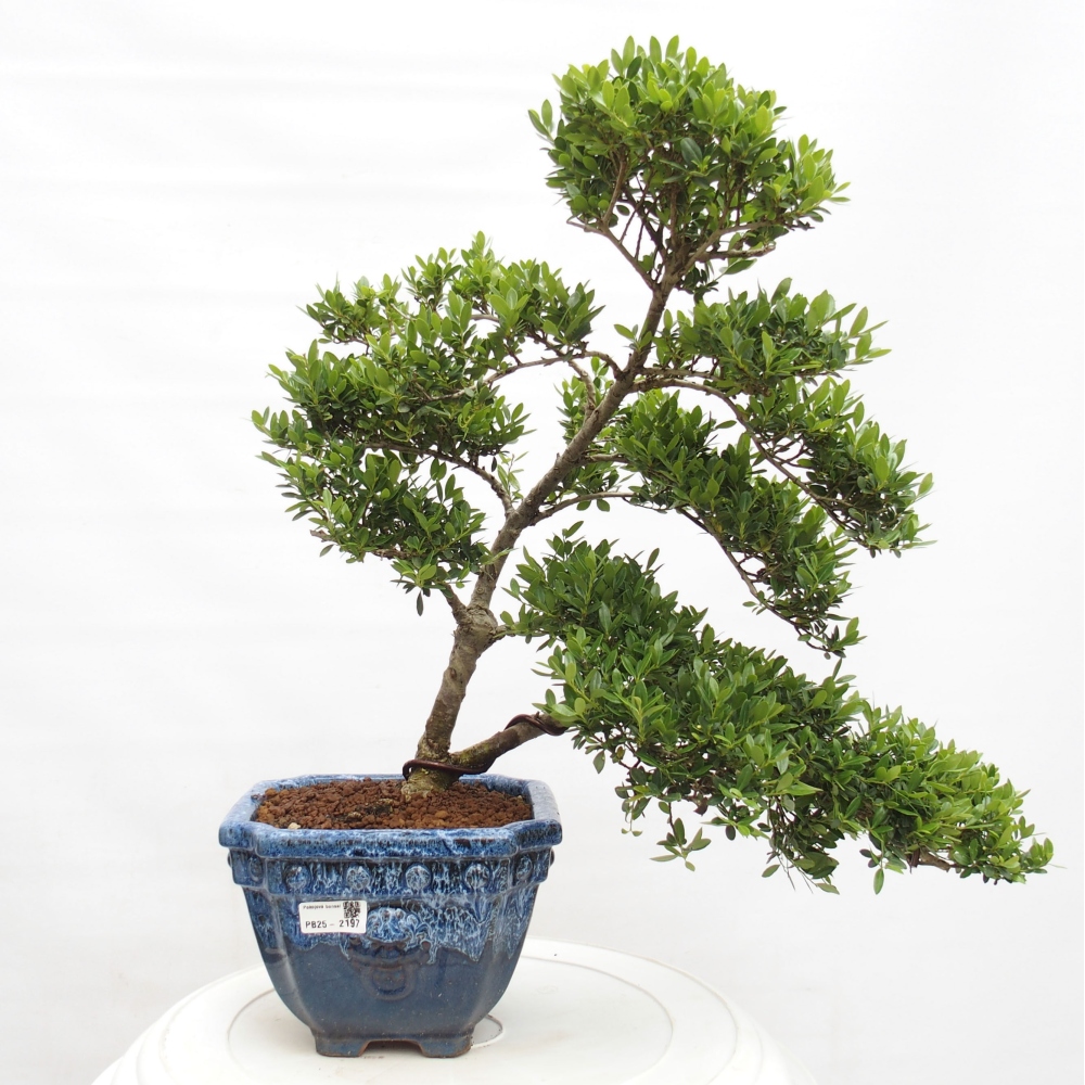 Szobai bonsai - Ilex crenata - Holly