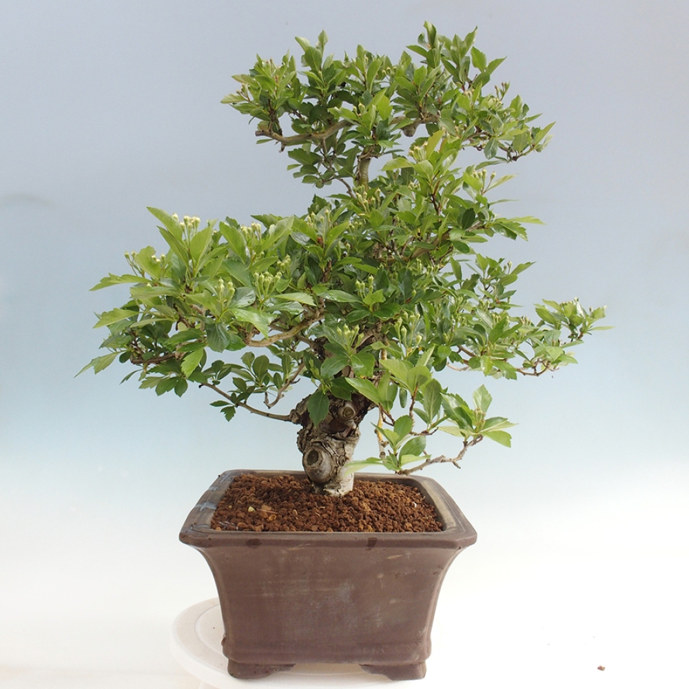 Kültéri bonsai - Galagonya - Crataegus cuneata