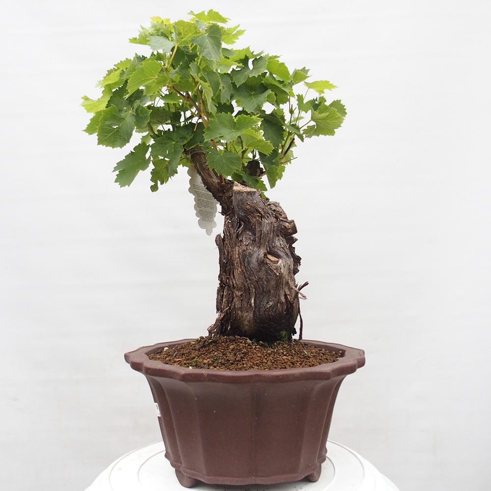Kültéri bonsai - Vitis vinnifera MUSKAT ITALIA - Szőlőfajták
