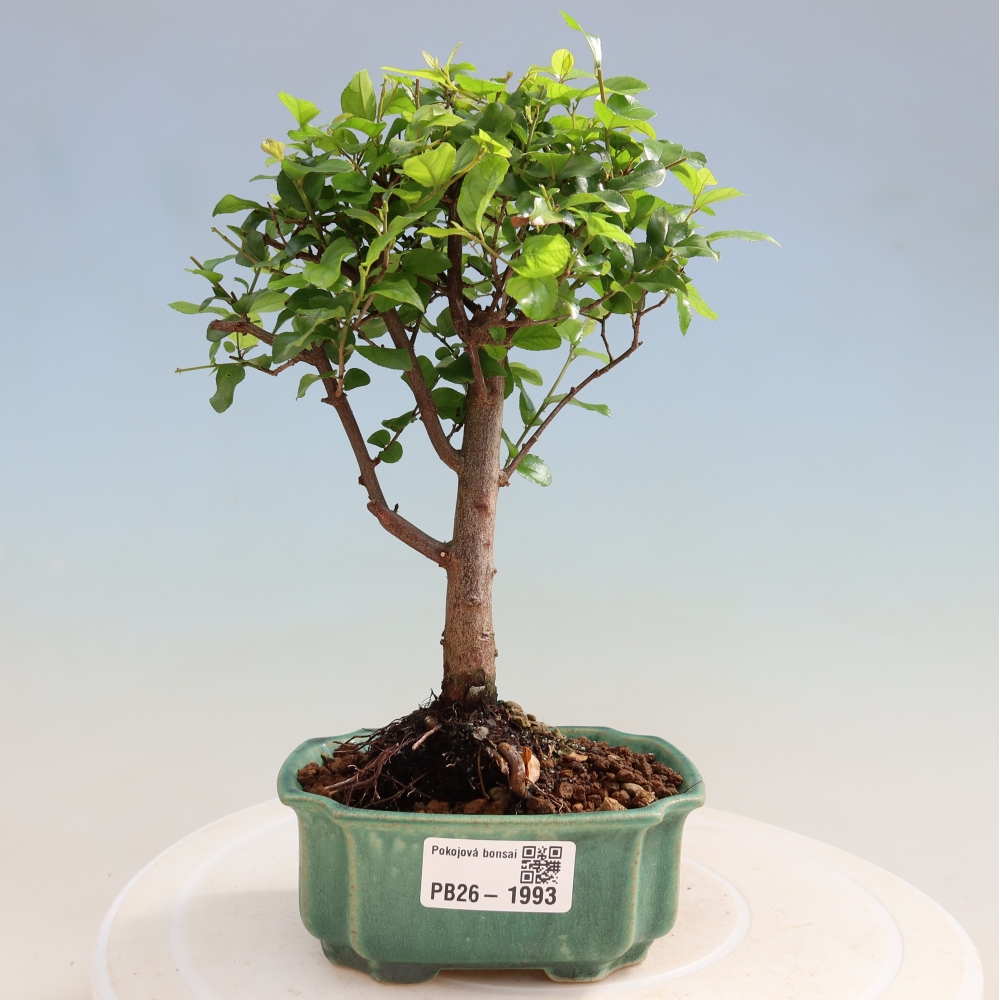 Szobai bonsai - Sageretia thea - Sageretia thea