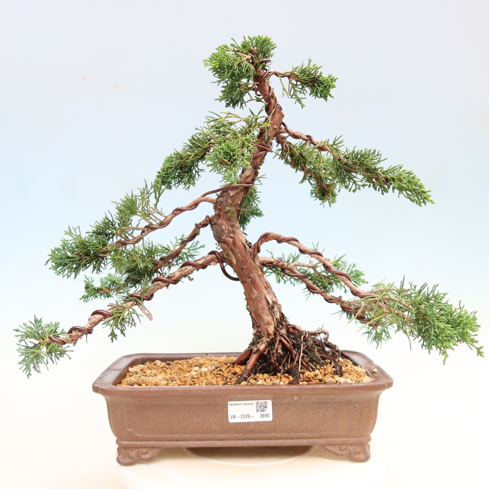 Kültéri bonsai - Juniperus chinensis Kishu