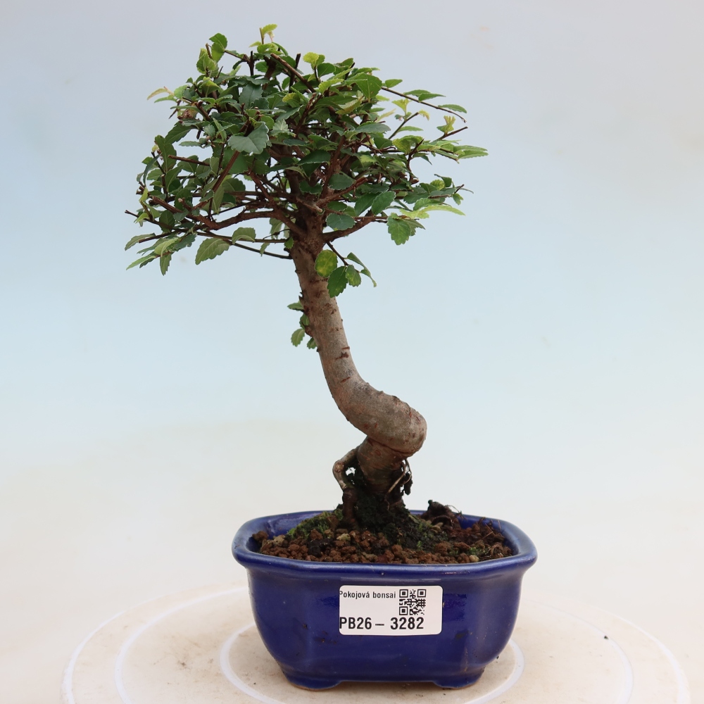 Szobai bonsai - Ulmus parvifolia - Kislevelű szilfa