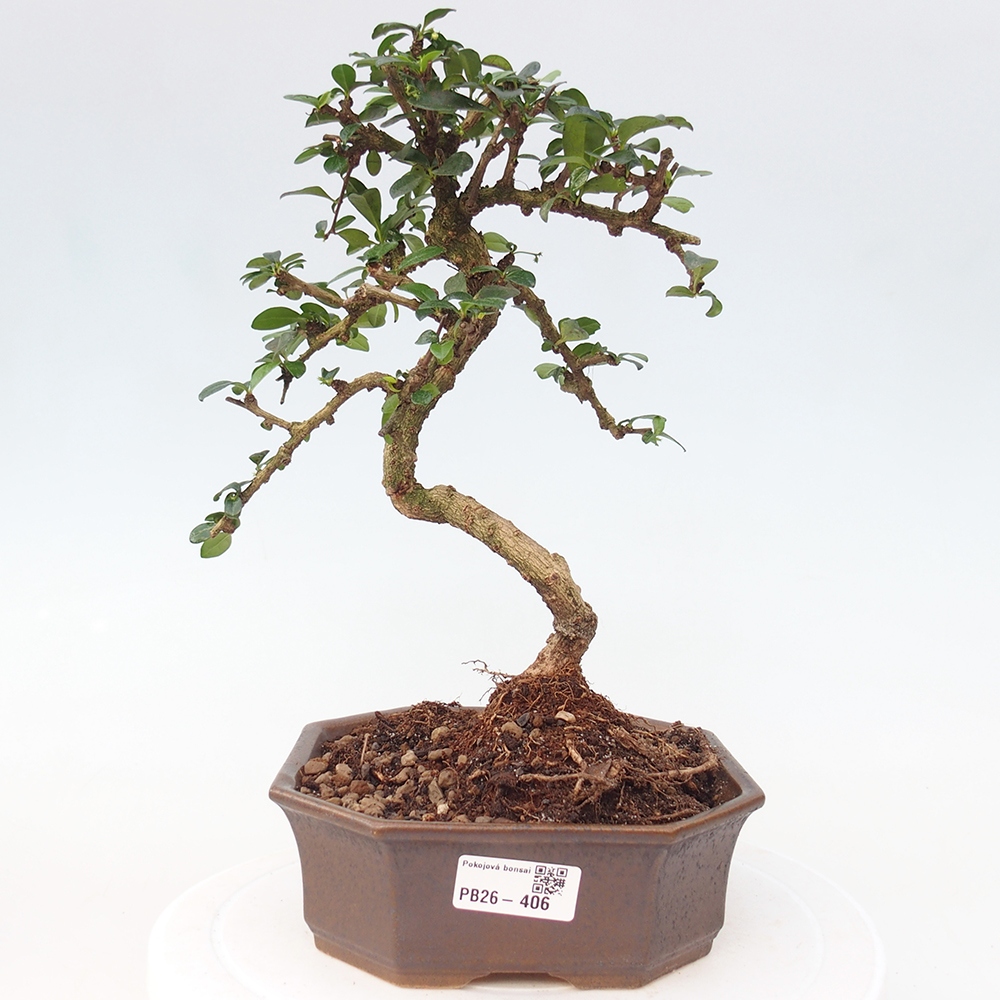 Szobai bonsai - Carmona macrophylla - Tea fuki
