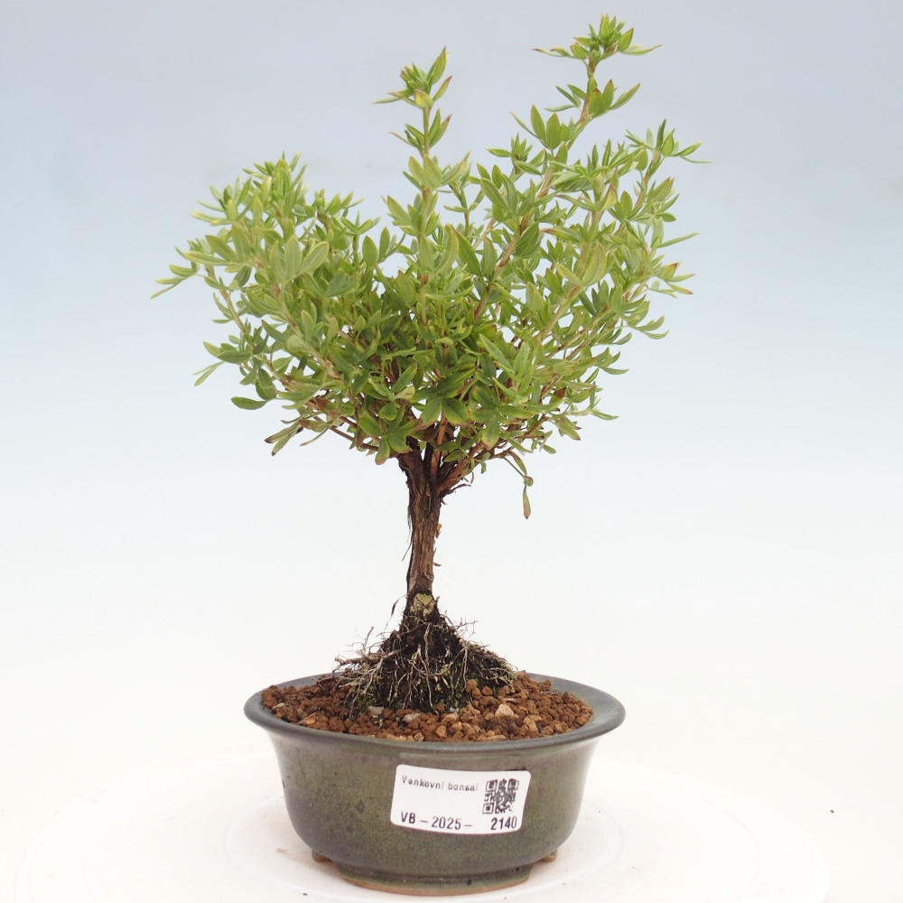 Kültéri bonsai - Potentila fruticosa sárga Bird