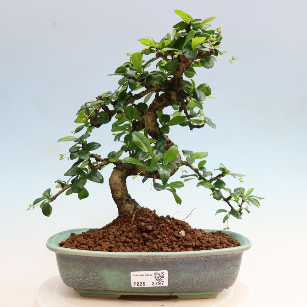 Szobai bonsai - Carmona macrophylla - Tea fuki