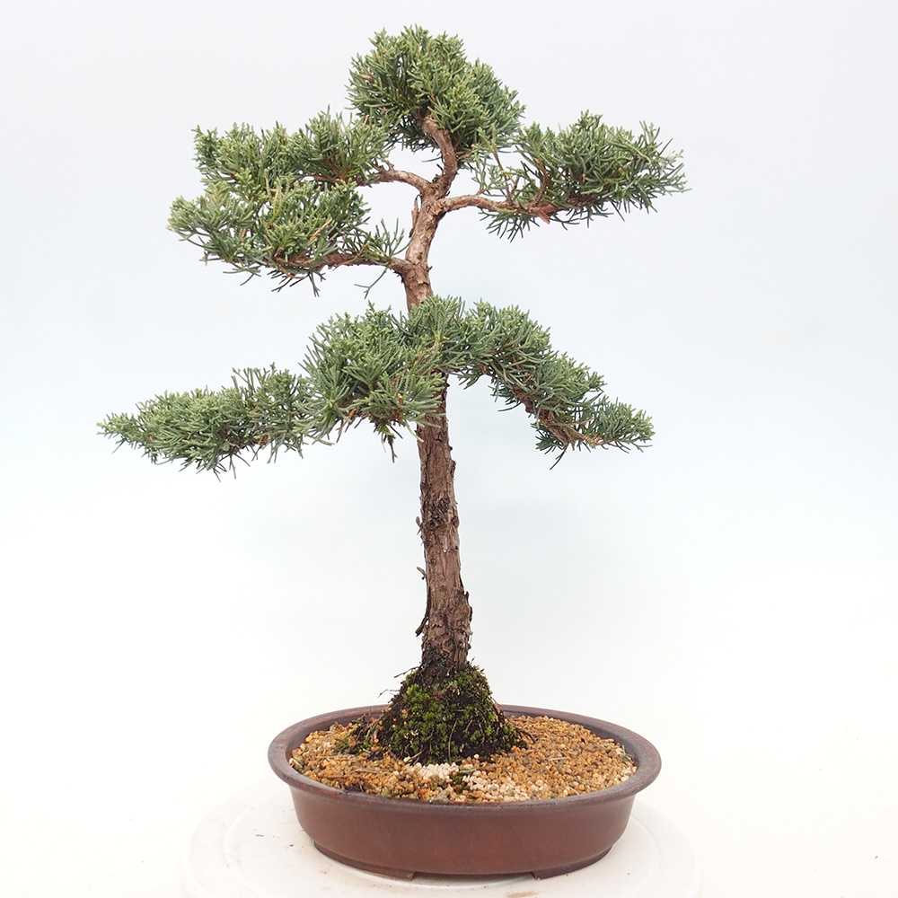 Kültéri bonsai - Juniperus chinensis Kishu