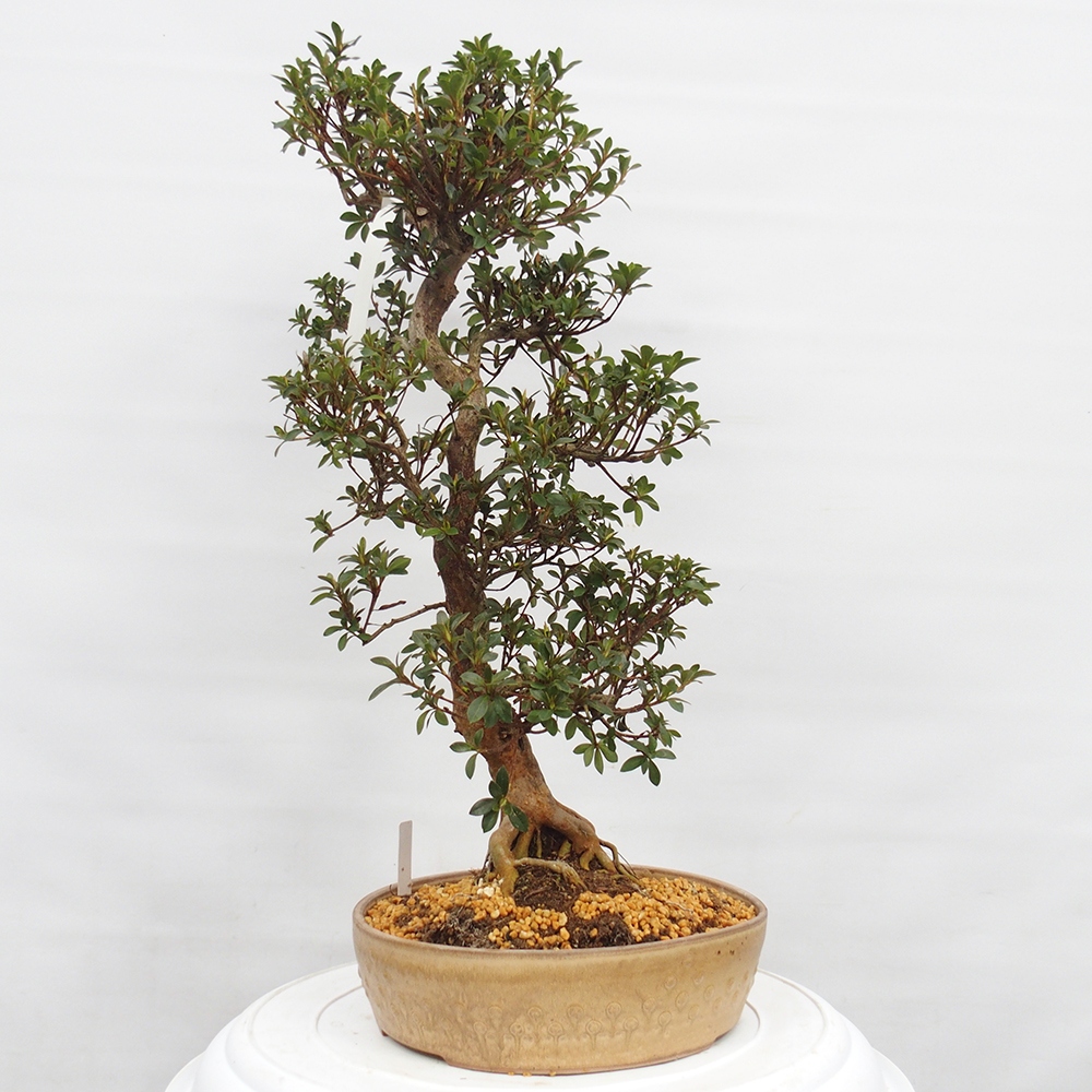 Kültéri bonsai - Japán azálea - Azalea Hanatsuzuri