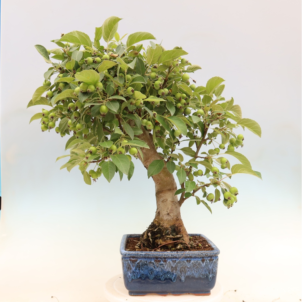 Kültéri bonsai -Malus halliana - Kis gyümölcsű almafa