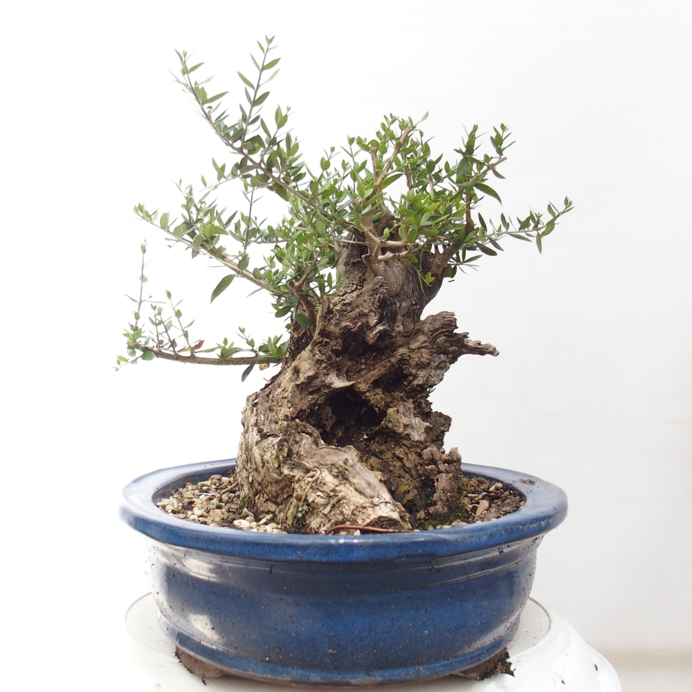 Beltéri bonsai - Olea europaea sylvestris