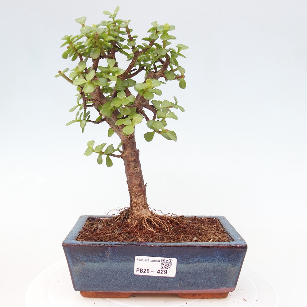 Szoba bonsai - Portulakaria Afra - Tlustice