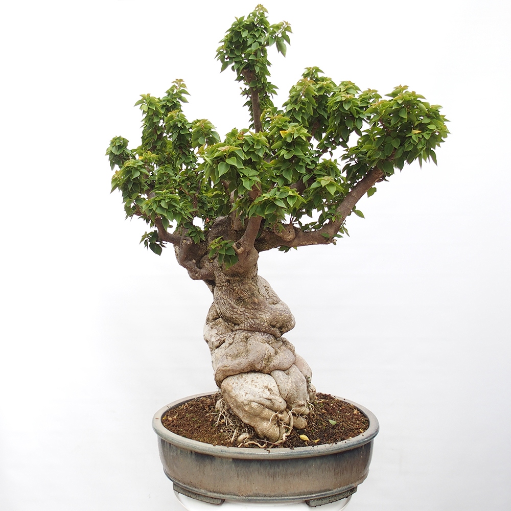Szoba bonsai - Bouganwilea