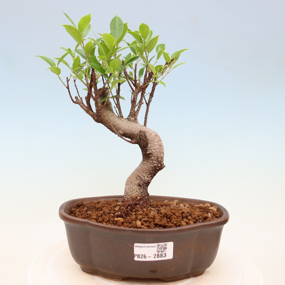 Szobai bonsai - Ficus kimmen - kislevelű fikusz