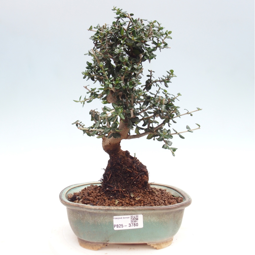 Beltéri bonsai - Olea europaea sylvestris