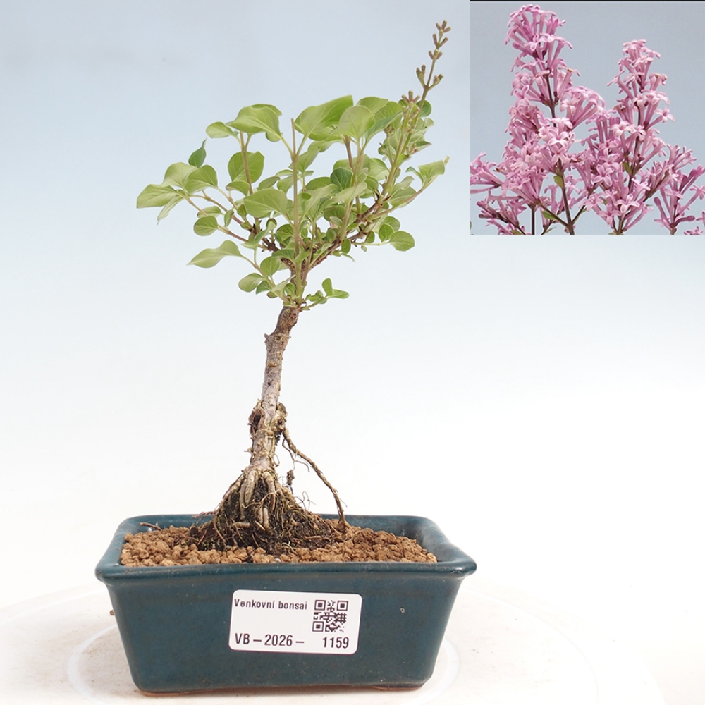 Kültéri bonsai - Syringa Meyeri Palibin - Meyer's Lilac