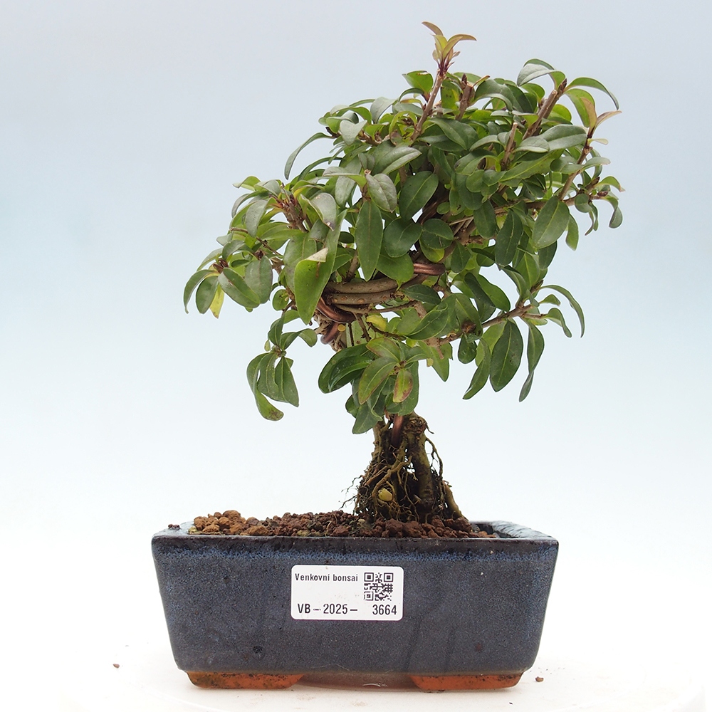 Kültéri bonsai - Ligustrum vulgare - Madárcsőr