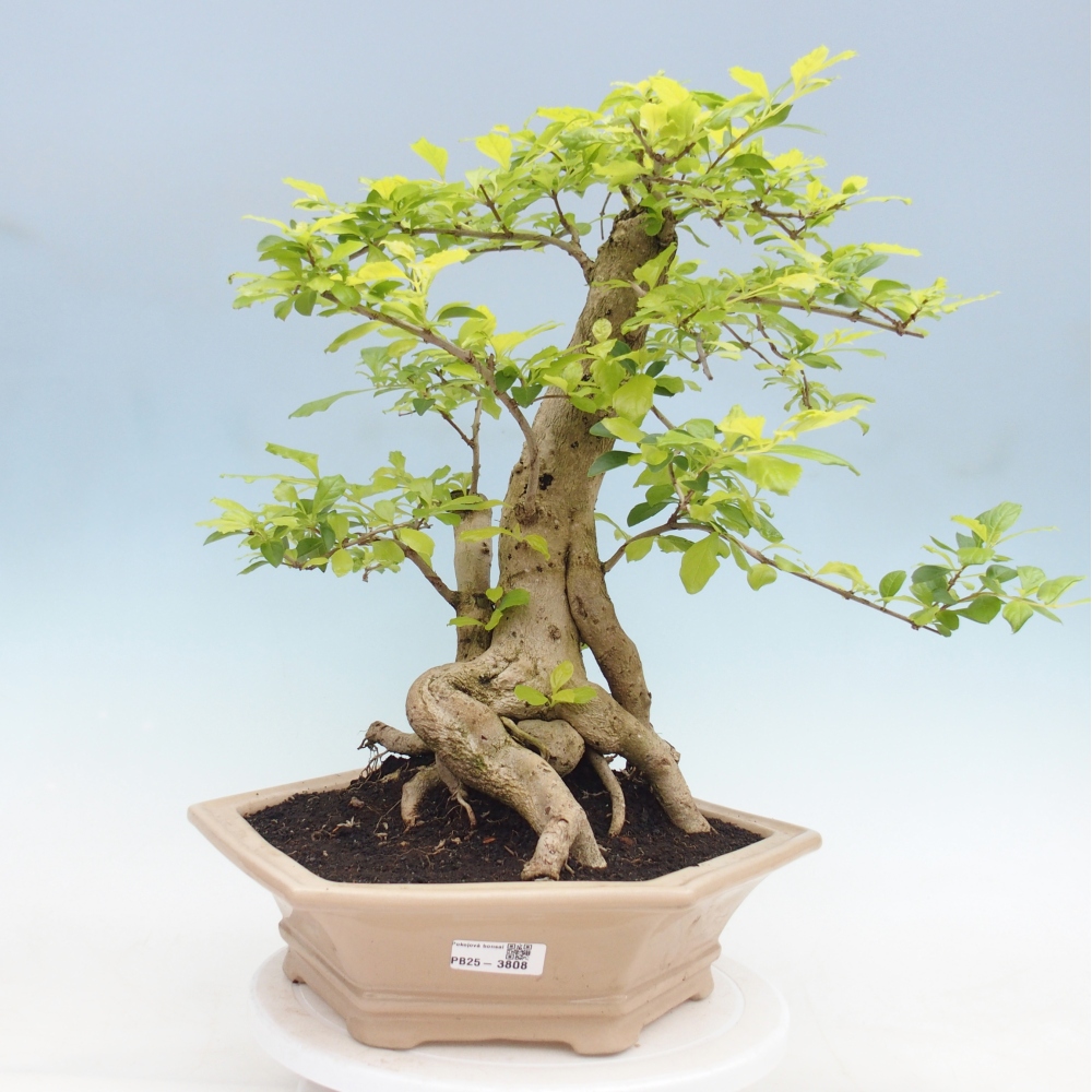 Szobai bonsai - Duranta erecta Aurea - CSAK SZEMÉLYES Begyűjtés vagy raklapos szállítás