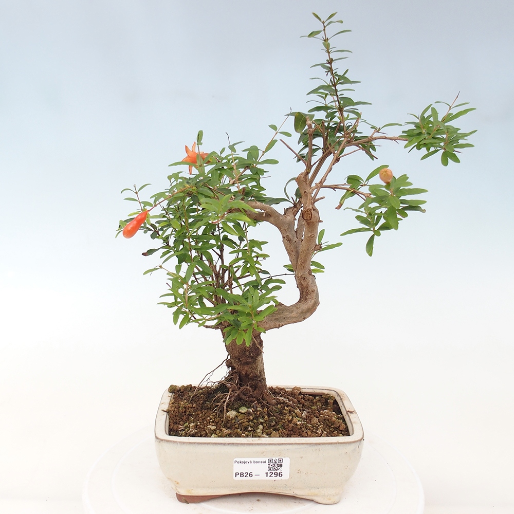 Szobai bonsai-PUNICA granatum nana-gránátalma