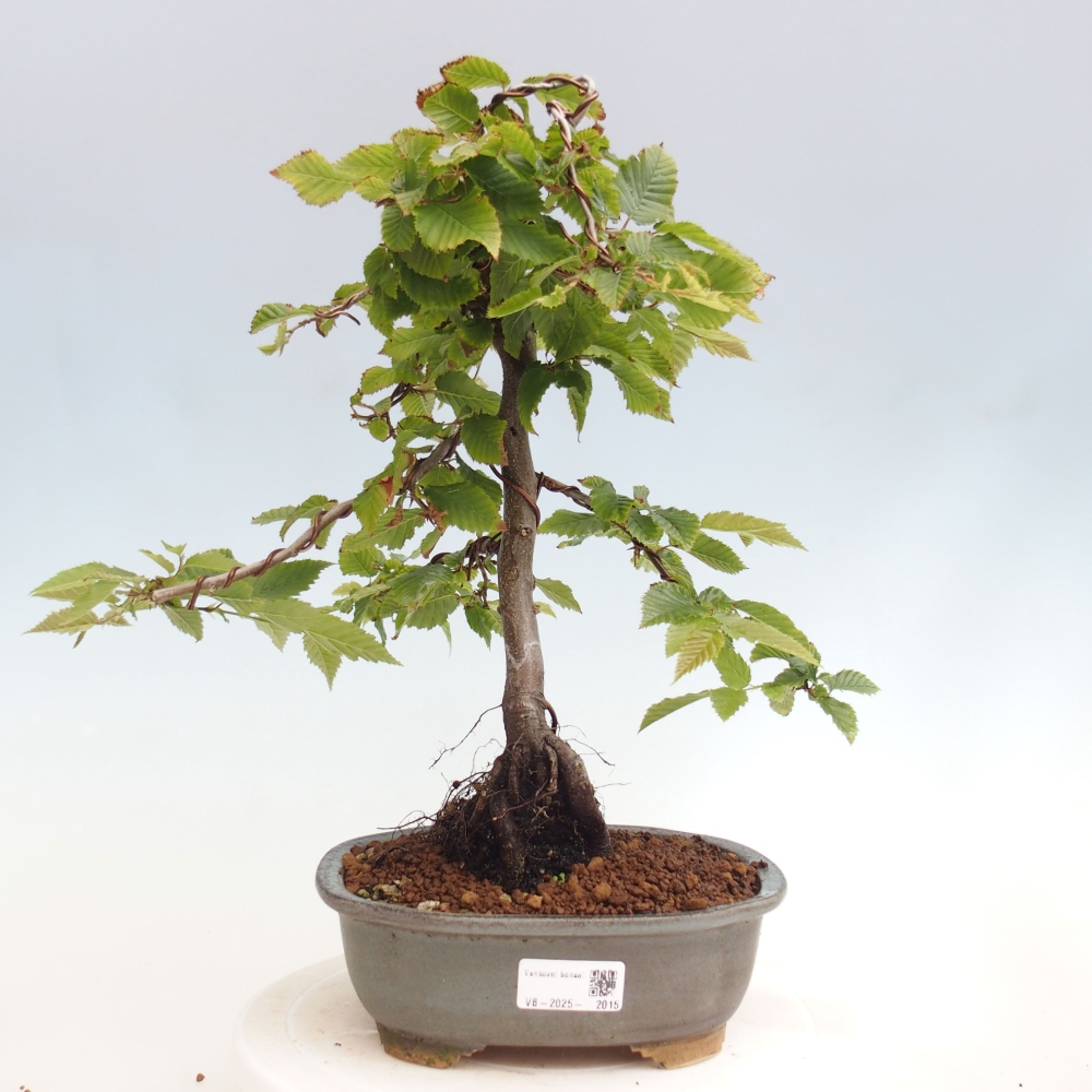 Kültéri bonsai - gyertyán - Carpinus betulus