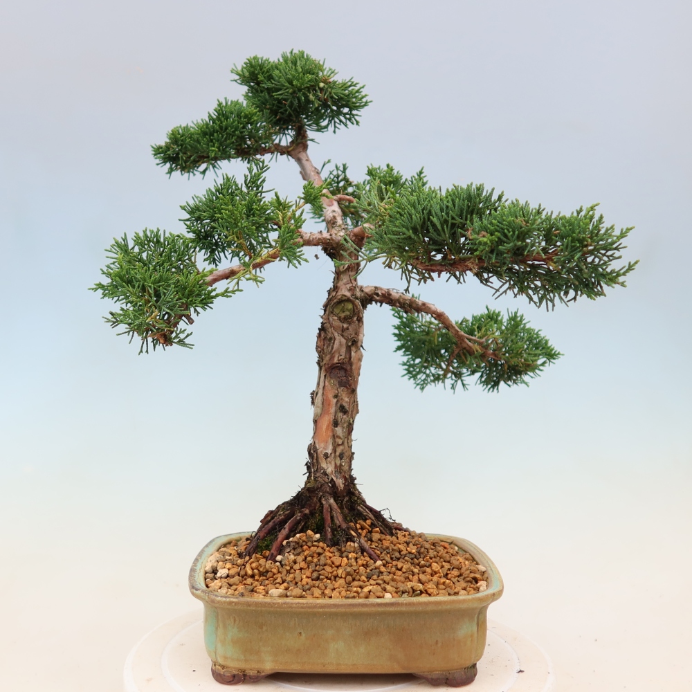 Kültéri bonsai - Juniperus chinensis Kishu