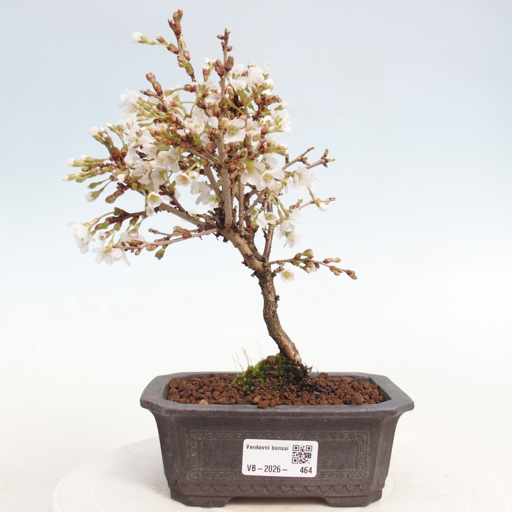 Kültéri bonsai - Prunus incisa Kojou-no mai-Plivon kivágva