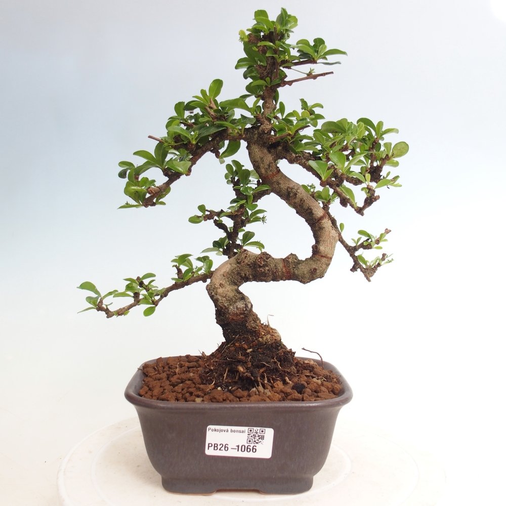 Szobai bonsai - Carmona macrophylla - Tea fuki
