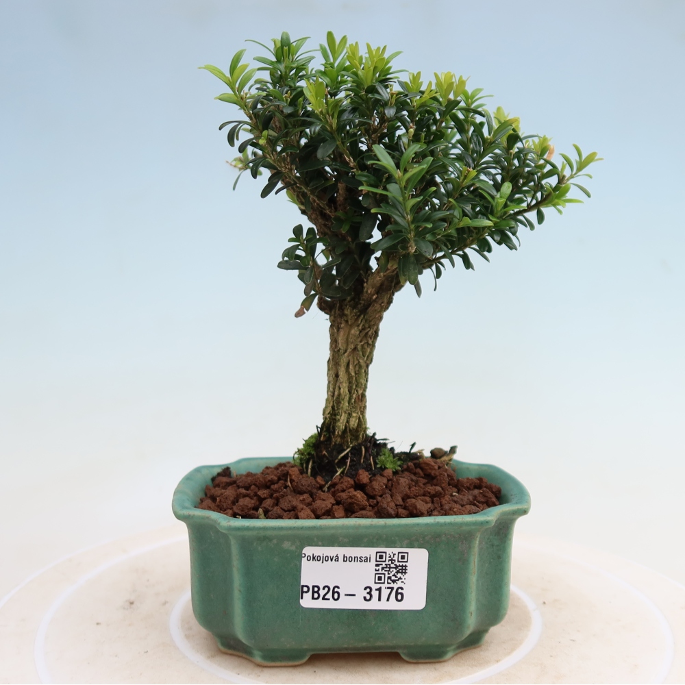 Szobai bonsai - Buxus harlandii - parafa buxus