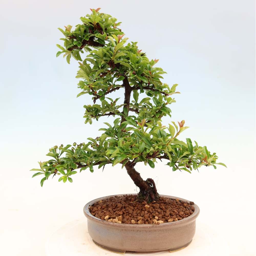 Kültéri bonsai – Pyracantha teton – Vörös tűzcserje