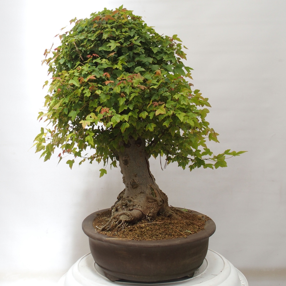 Kültéri bonsai - Acer Buergerianum - Burger juhar