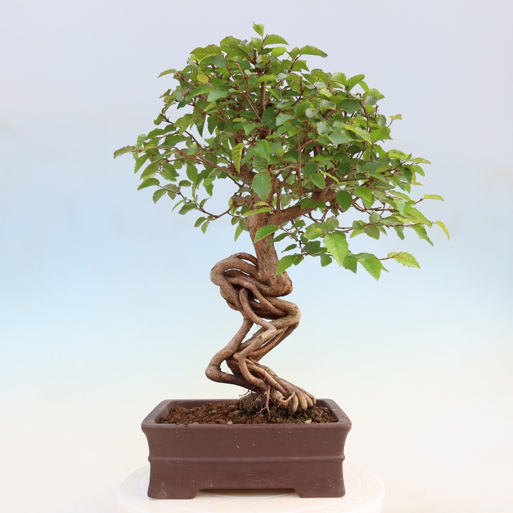 Kültéri bonsai -Carpinus Coreana - Koreai gyertyánfa