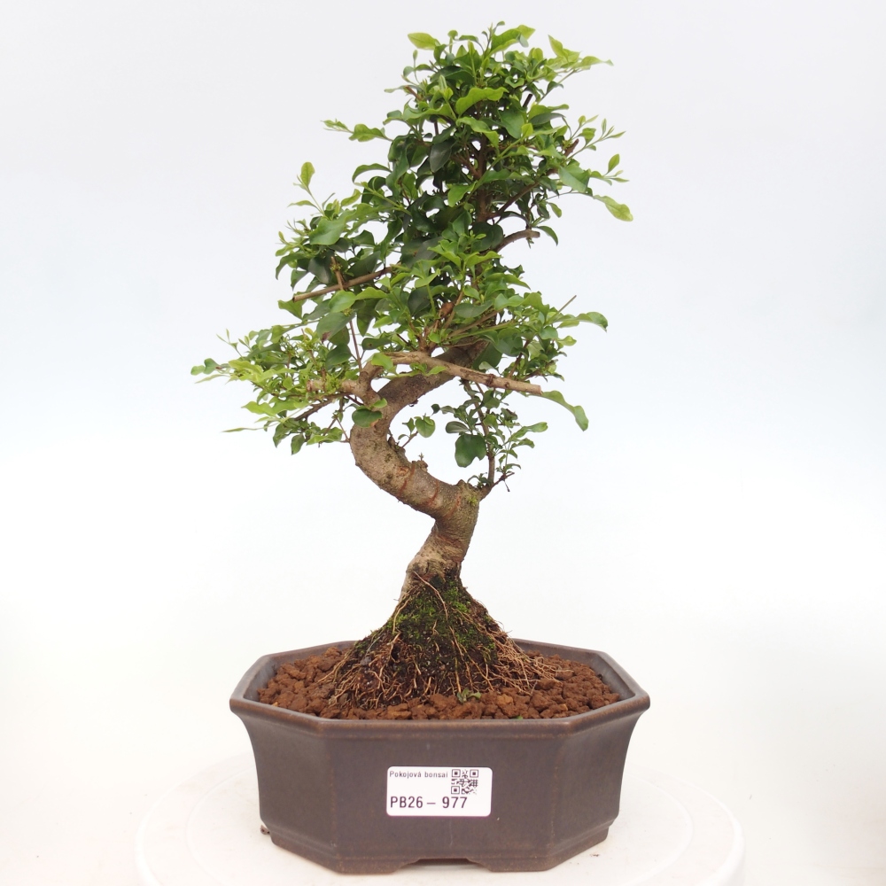 Szobai bonsai -Ligustrum chinensis - Madárcsőr