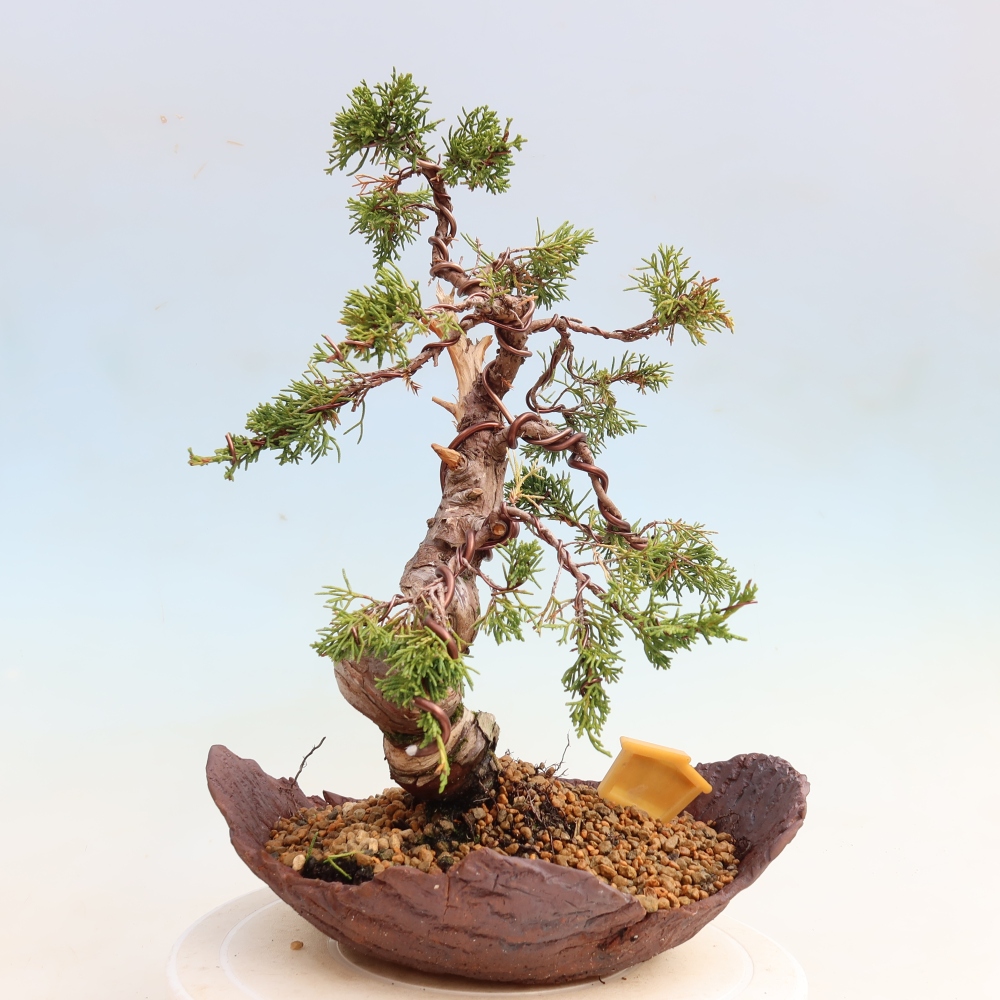Kültéri bonsai - Juniperus chinensis Itoigawa-Juniperus chinensis