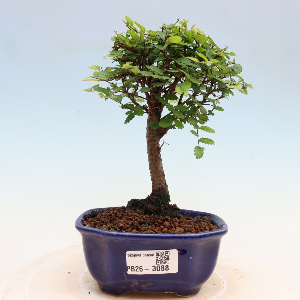 Szobai bonsai - Ulmus parvifolia - Kislevelű szilfa