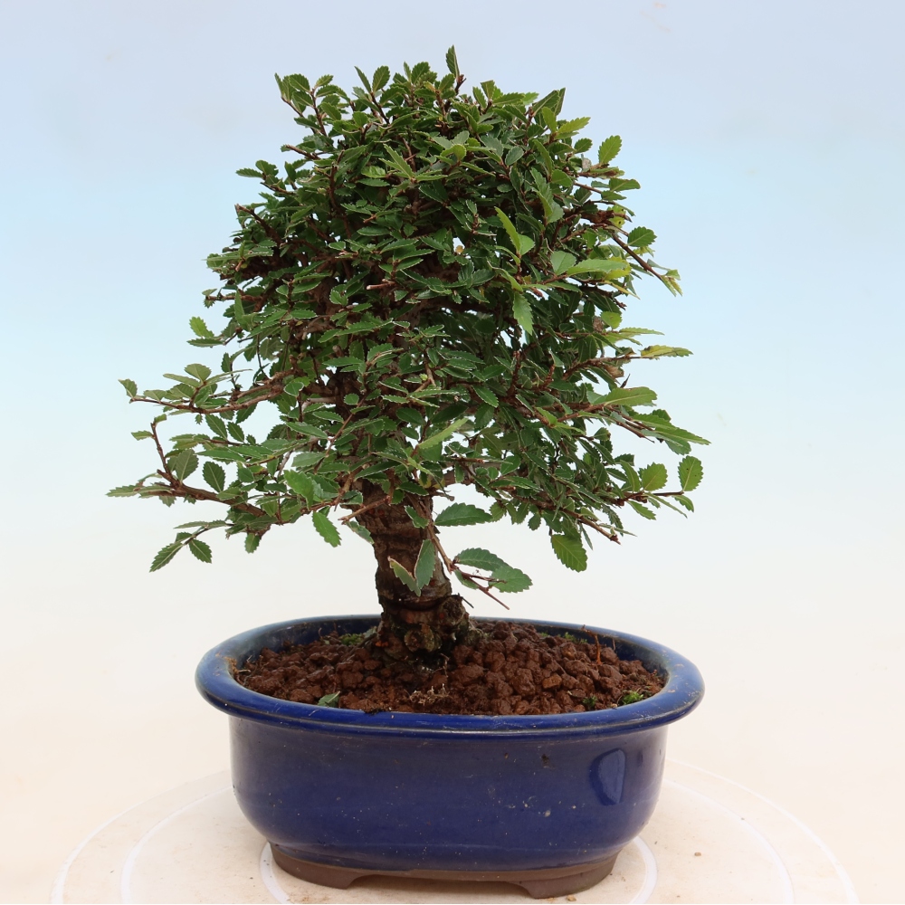 Kültéri bonsai - Zelkova - Zelkova NIRE