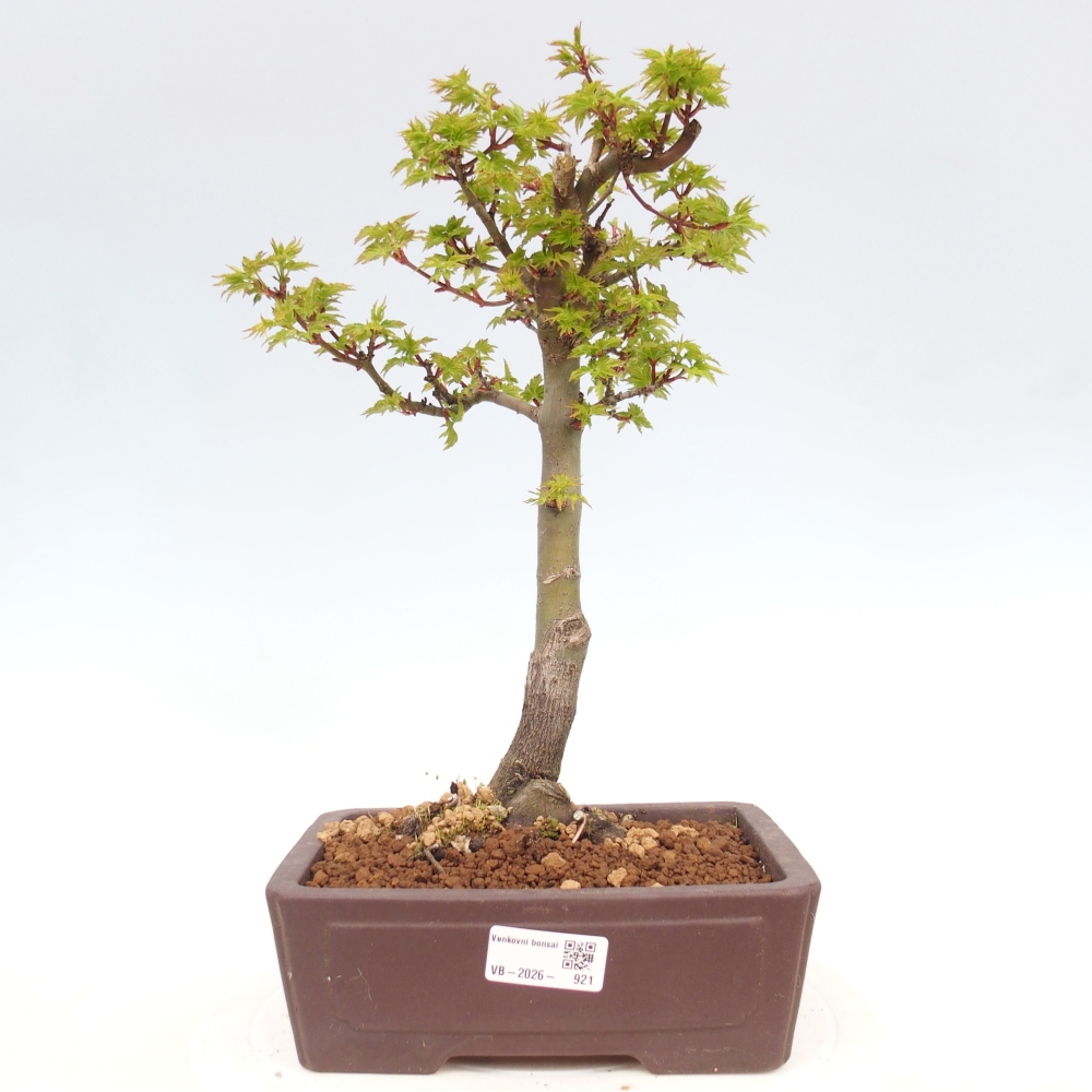 Kültéri bonsai -Javor pálma Acer palmatum Shishigashira