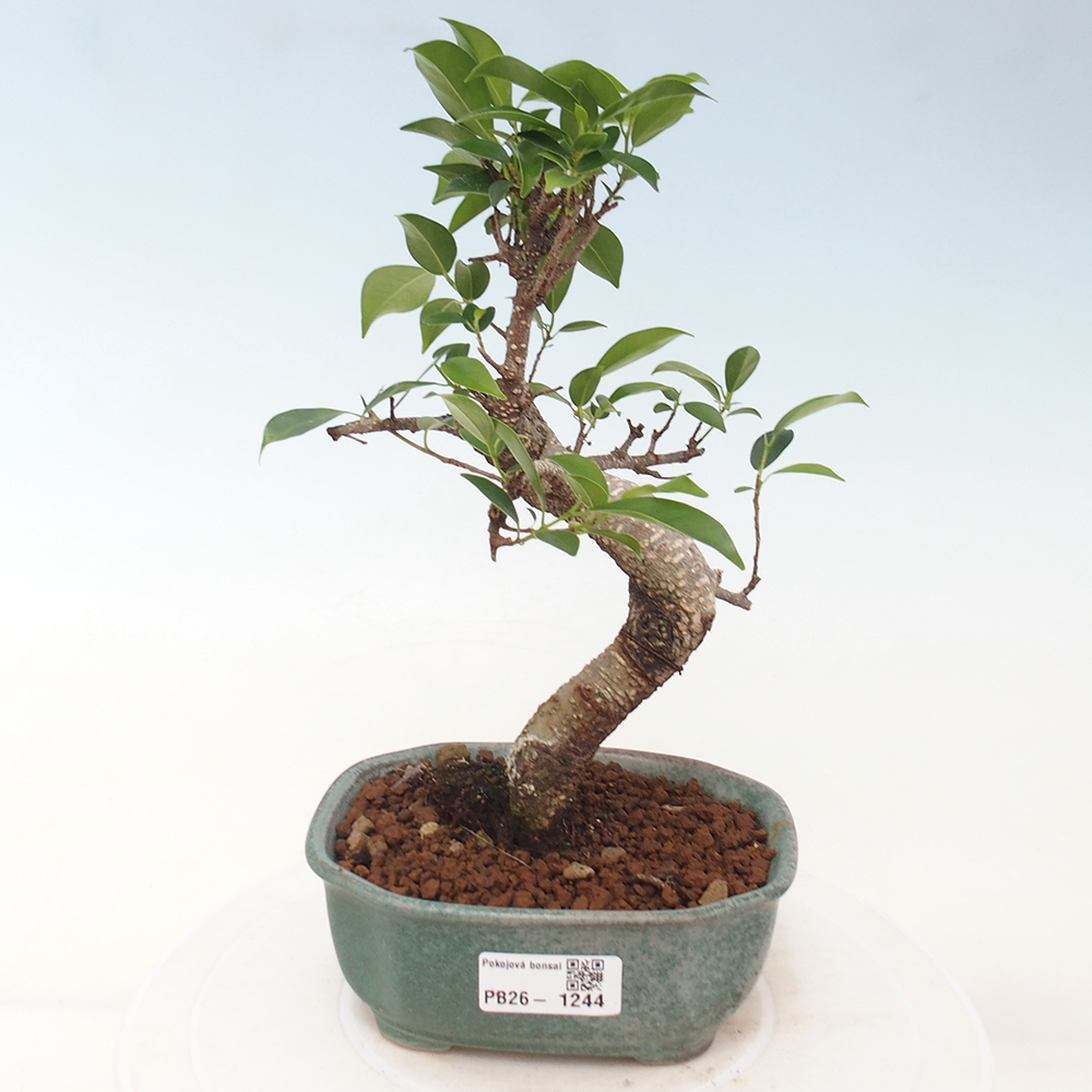 Szobai bonsai - Ficus retusa - kislevelű fikusz