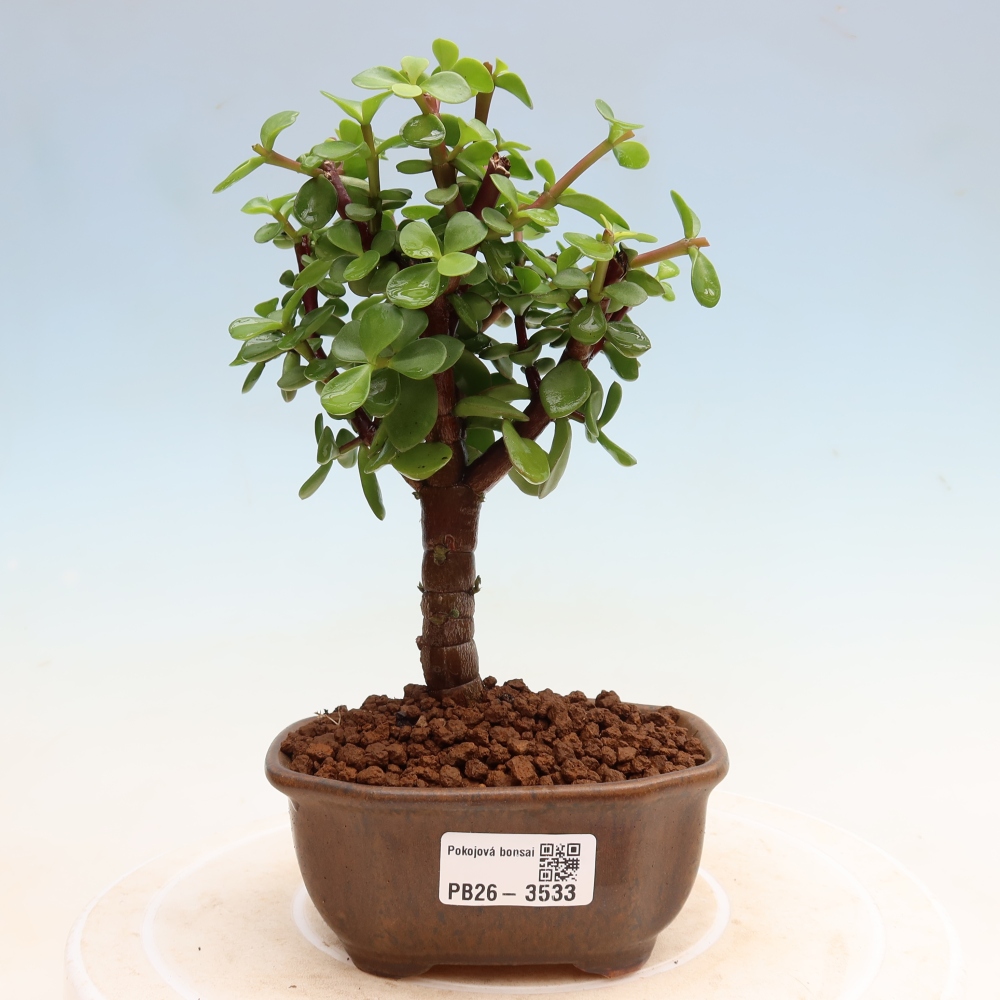 Szoba bonsai - Portulakaria Afra - Tlustice