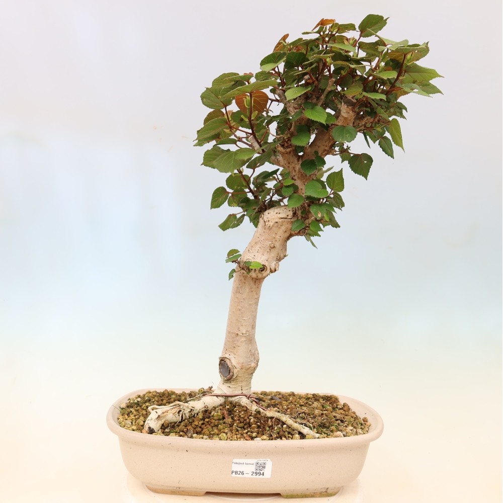 Beltéri bonsai - Hibiscus tiliaceus - tengeri hibiszkusz