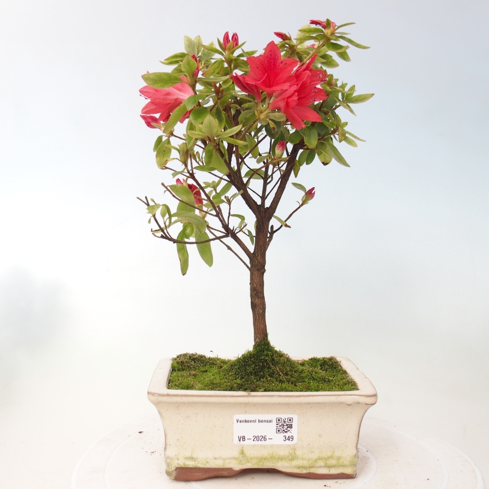 Kültéri bonsai - japán azálea - Azalea sp.