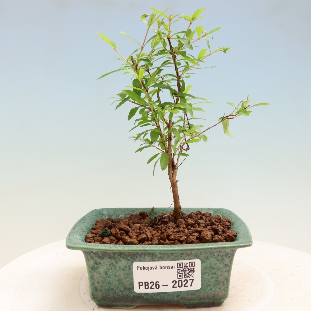 Szobai bonsai-PUNICA granatum nana-gránátalma