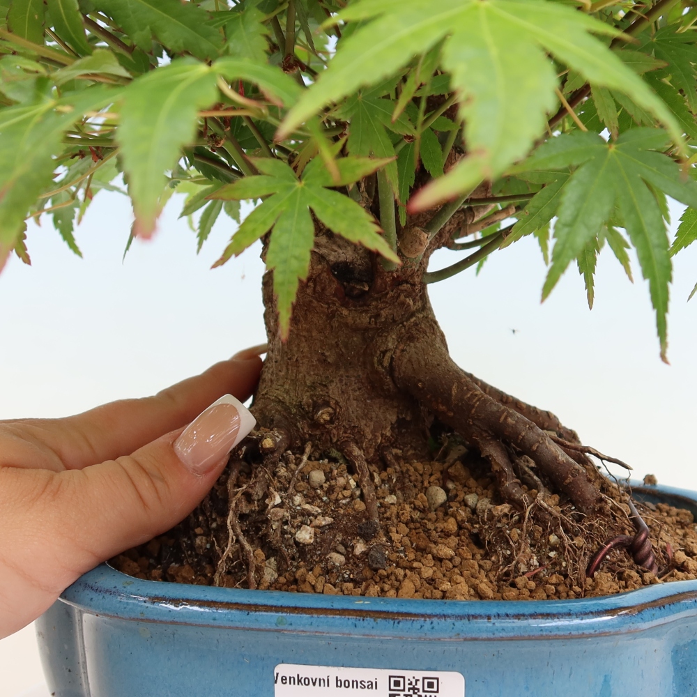 Kültéri bonsai - Juhar Burger - Acer Burgerianum