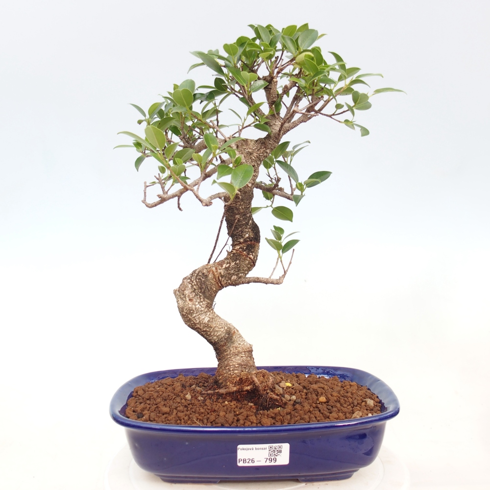 Szobai bonsai - Ficus kimmen - kislevelű fikusz