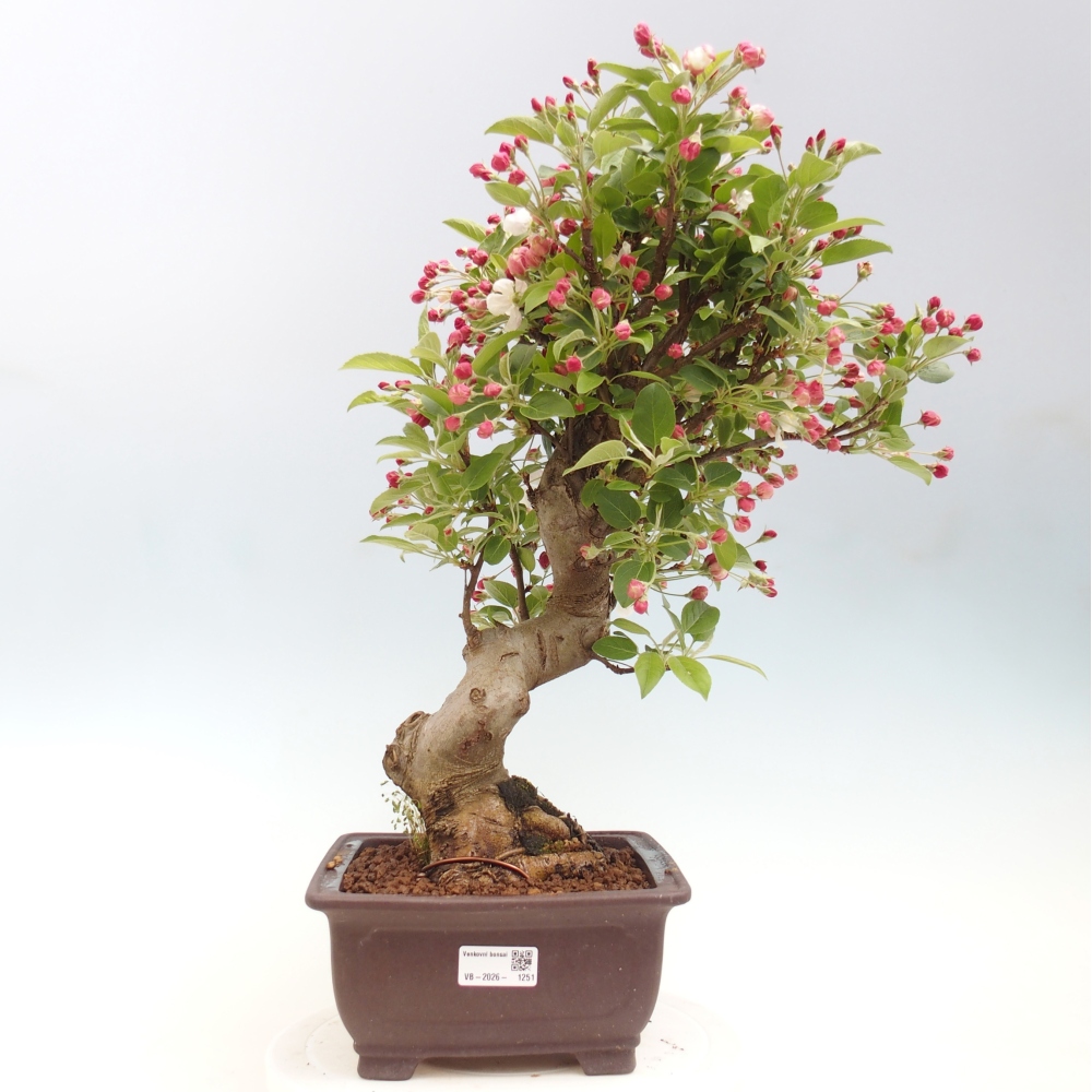 Kültéri bonsai -Malus halliana - Kis gyümölcsű almafa