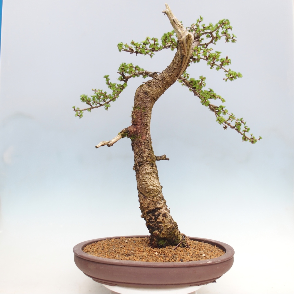 Kültéri bonsai -Larix decidua - vörösfenyő - Csak raklapon szállítható