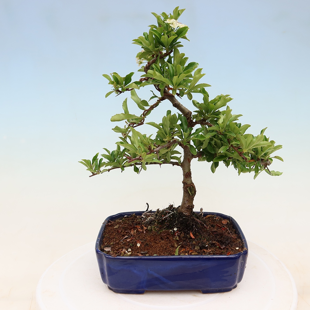 Kültéri bonsai – Pyracantha teton – Vörös tűszem