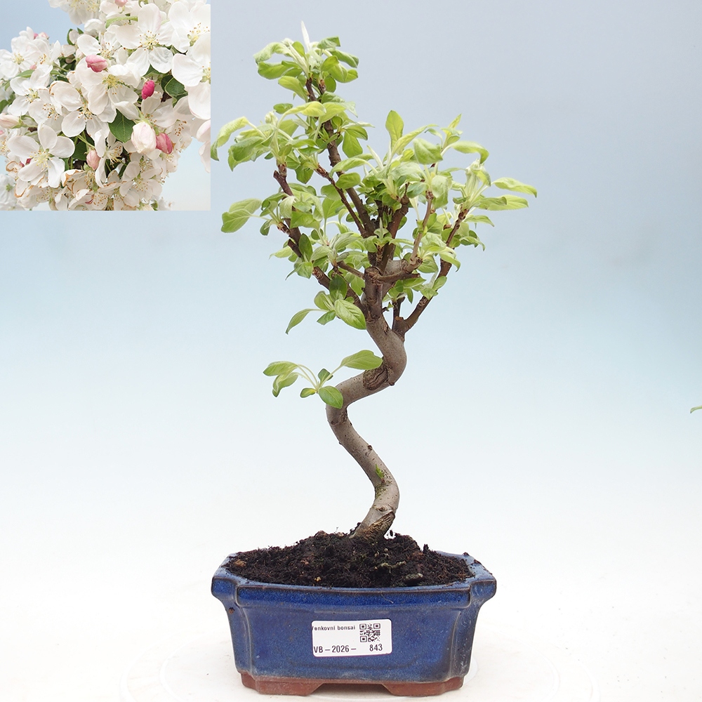 Kültéri bonsai -Malus halliana - Kis gyümölcsű almafa